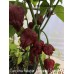 Carolina Reaper Caramel Cross Pepper Seeds 