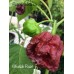 Bhutlah Rust Pepper Seeds Bhutlah Rust Pepper Seeds