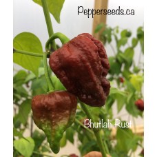Bhutlah Rust Pepper Seeds Bhutlah Rust Pepper Seeds