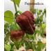 Bhutlah Rust Pepper Seeds Bhutlah Rust Pepper Seeds