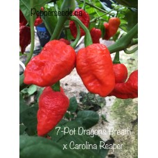 7-Pot Dragon’s Breath x Carolina Reaper Pepper Seeds