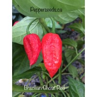 Brazilian Ghost Red Pepper Seeds Brazilian Ghost Red Pepper Seeds