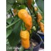 Datil Mustard Pepper Seeds