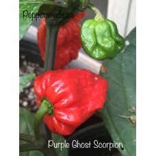 Purple Ghost Scorpion Pepper Seed