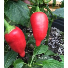 Aji Benito Pepper Seeds 