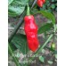 Pink Tiger x Carolina Reaper Red Pepper Seeds Pink Tiger x Carolina Reaper Red Pepper Seeds