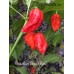 Brazilian Ghost Red Pepper Seeds