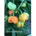 Habanero Martinique Pepper Seeds Habanero Martinique Pepper Seeds