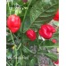 Aji Umba Red Pepper Seeds