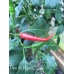 Pico de Pajaro Pepper Seeds 