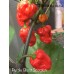 Purple Ghost Scorpion Pepper Seed