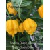 Carolina Reaper Yellow x Scotch Bonnet Yellow Pepper Seeds Carolina Reaper Yellow x Scotch Bonnet Yellow Pepper Seeds