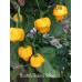 Scotch Brains Yellow Pepper seeds