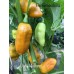 Datil Mustard Pepper Seeds
