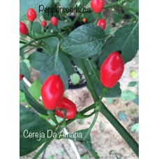 Cereja Da Amapa Pepper Seeds