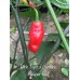 Pink Tiger x Carolina Reaper Red Pepper Seeds Pink Tiger x Carolina Reaper Red Pepper Seeds