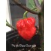Purple Ghost Scorpion Pepper Seed