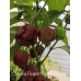 Carolina Reaper Caramel Cross Pepper Seeds 