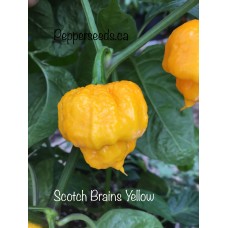 Scotch Brains Yellow Pepper seeds