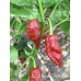 Naga Viper Chocolate Pepper Seeds Naga Viper Chocolate Pepper Seeds