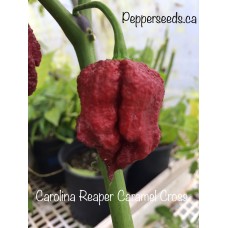 Carolina Reaper Caramel Cross Pepper Seeds 