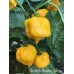 Scotch Brains Yellow Pepper seeds