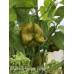 Carolina Reaper Mustard Cross Pepper Seeds 