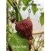Bhutlah Rust Pepper Seeds Bhutlah Rust Pepper Seeds