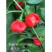 Habanero Martinique Pepper Seeds Habanero Martinique Pepper Seeds