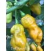 Datil Mustard Pepper Seeds