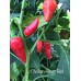 Chicken Heart Red Pepper Seeds Chicken Heart Red Pepper Seeds