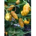 Datil Mustard Pepper Seeds