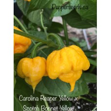 Carolina Reaper Yellow x Scotch Bonnet Yellow Pepper Seeds 
