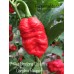 7-Pot Dragon’s Breath x Carolina Reaper Pepper Seeds