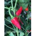 Chicken Heart Red Pepper Seeds Chicken Heart Red Pepper Seeds