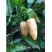 Devils Tongue Peach Pepper Seeds Devils Tongue Peach Pepper Seeds