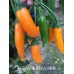 Aji Dedo de Moca Yellow Pepper Seeds 