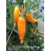 Aji Dedo de Moca Yellow Pepper Seeds 
