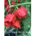 Trinidad Scorpion Moruga Caramel Pepper Seeds Trinidad Scorpion Moruga Caramel Pepper Seeds