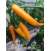 Aji Dedo de Moca Yellow Pepper Seeds 