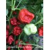 Trinidad Scorpion Moruga Caramel Pepper Seeds Trinidad Scorpion Moruga Caramel Pepper Seeds