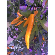 Heatwave Pepper Seeds 