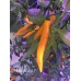 Heatwave Pepper Seeds 