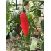 Aji Pen 3-1 Pepper Seeds 
