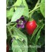 Rocoto Costa Rican Red Pepper Seeds 
