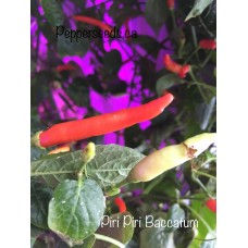 Piri Piri Baccatum Pepper Seeds 
