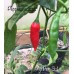 Aji Pen 3-1 Pepper Seeds 