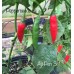 Aji Pen 3-1 Pepper Seeds 