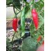 Aji Pen 3-1 Pepper Seeds 