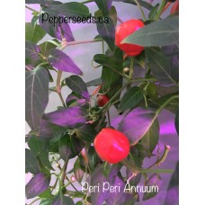 Peri Peri Annuum Pepper Seeds Peri Peri Annuum Pepper Seeds